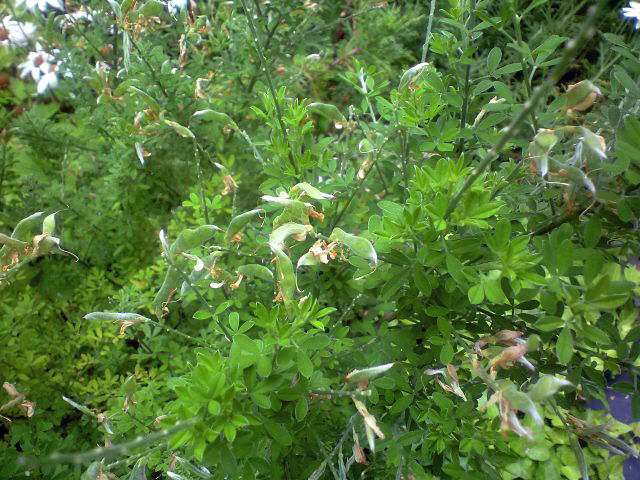 花後のエニシダ 元祖 癒しのガーデニング 小さな庭作り 草花の育て方と画像
