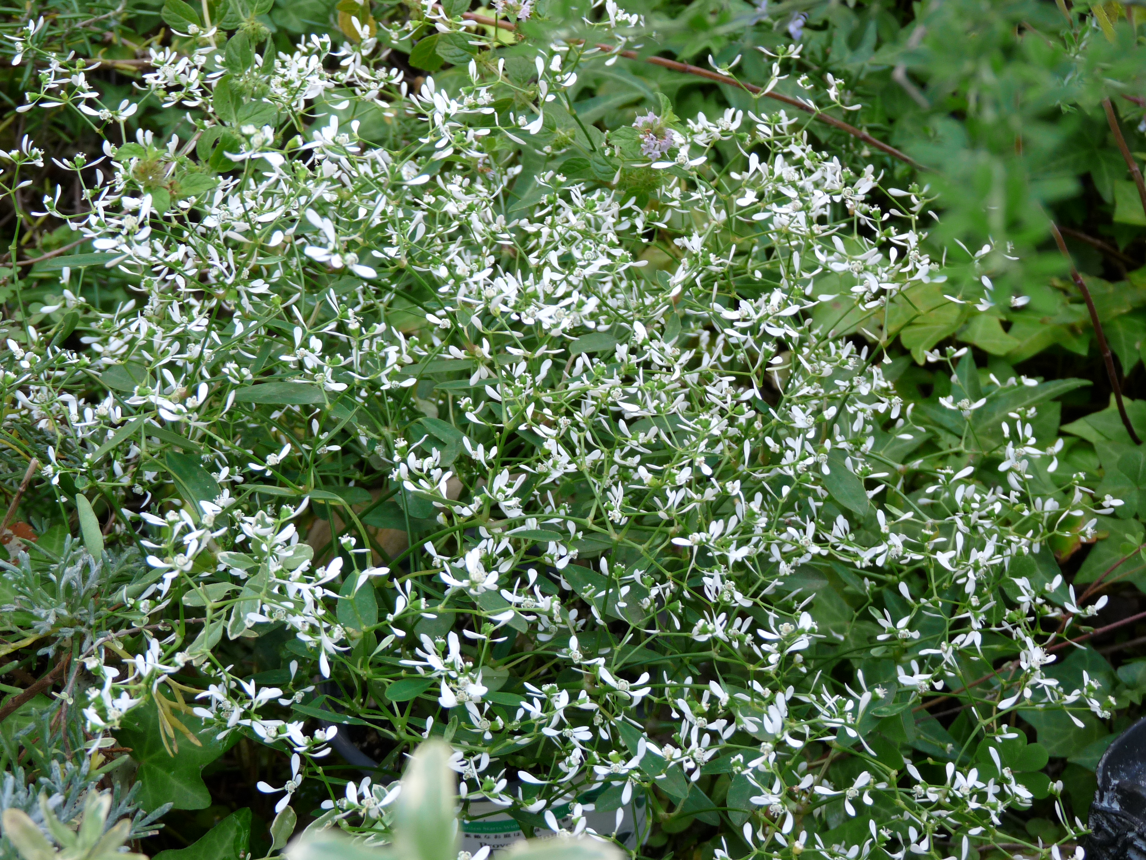癒しのユーフォルビア ダイヤモンドフロスト 元祖 癒しのガーデニング 小さな庭作り 草花の育て方と画像