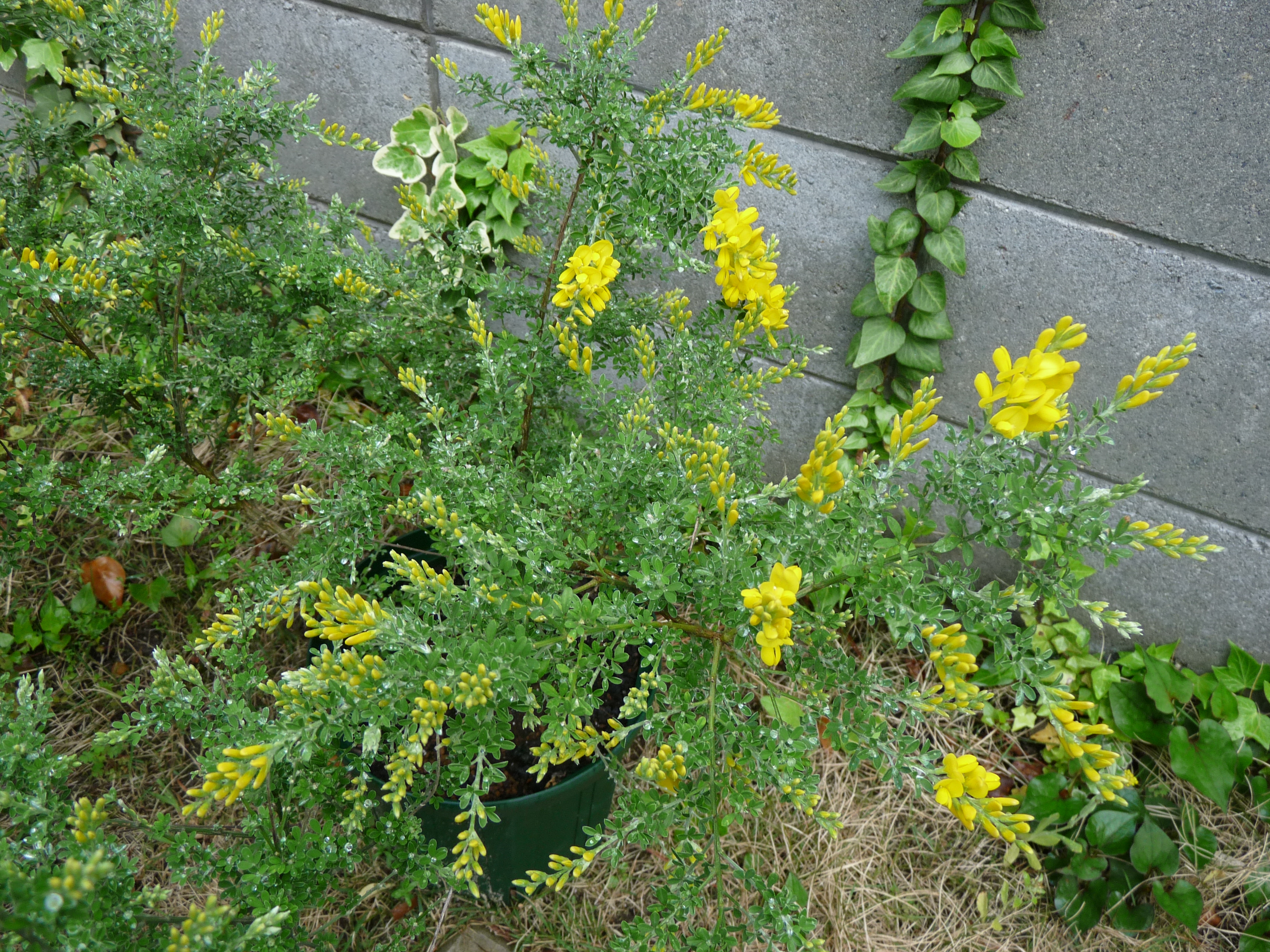 癒しのエニシダ 育て方 元祖 癒しのガーデニング 小さな庭作り 草花の育て方と画像