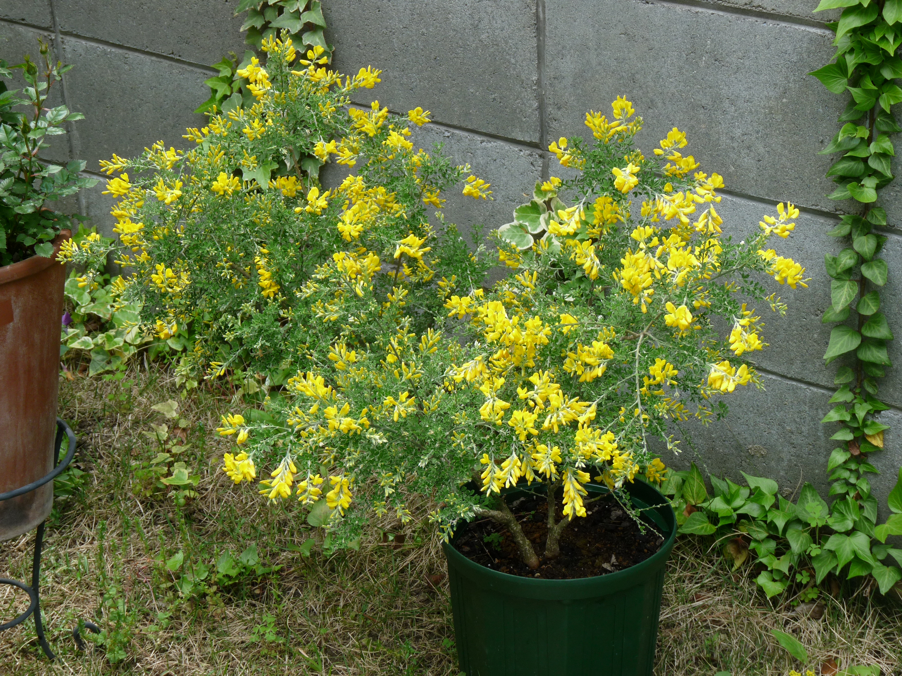 癒しのエニシダ 育て方 元祖 癒しのガーデニング 小さな庭作り 草花の育て方と画像