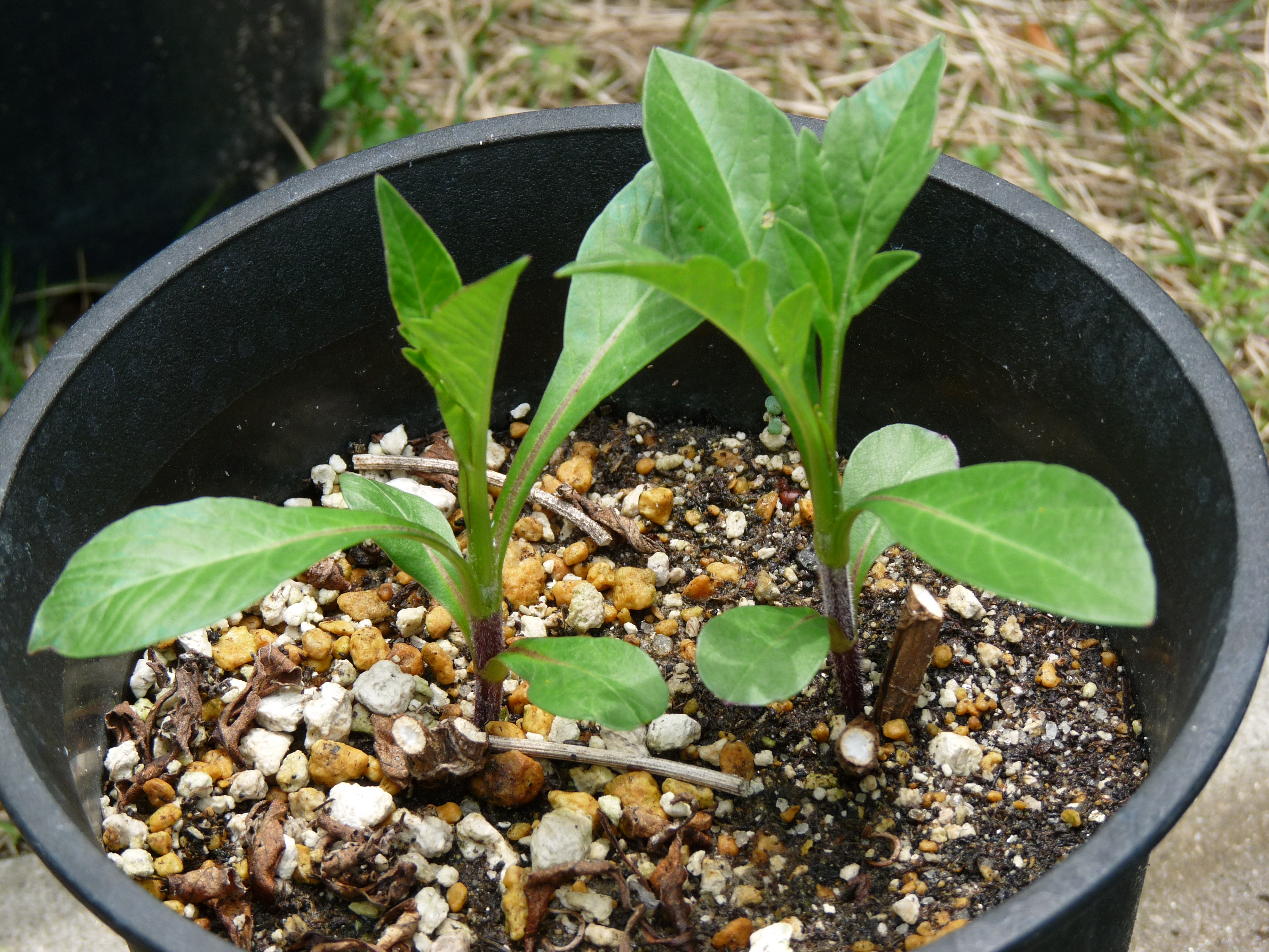 ５月のチョコレートコスモス生育中 元祖 癒しのガーデニング 小さな庭作り 草花の育て方と画像