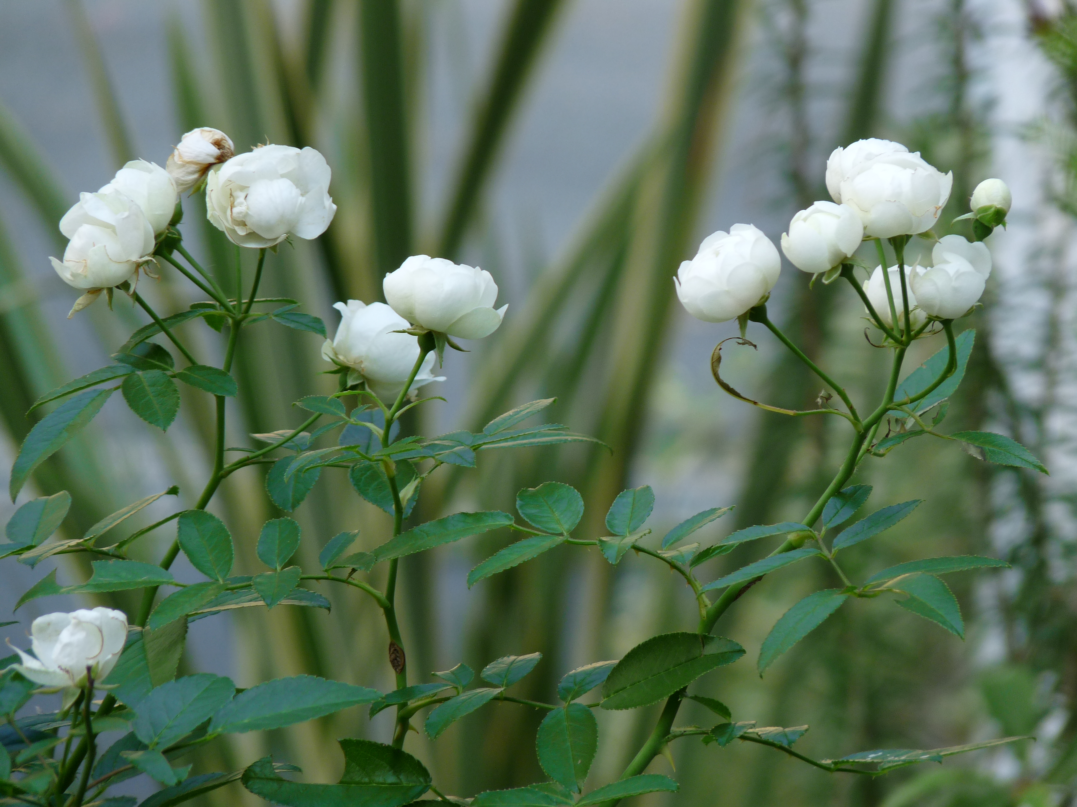 この白バラのおかげで 元祖 癒しのガーデニング 小さな庭作り 草花の育て方と画像