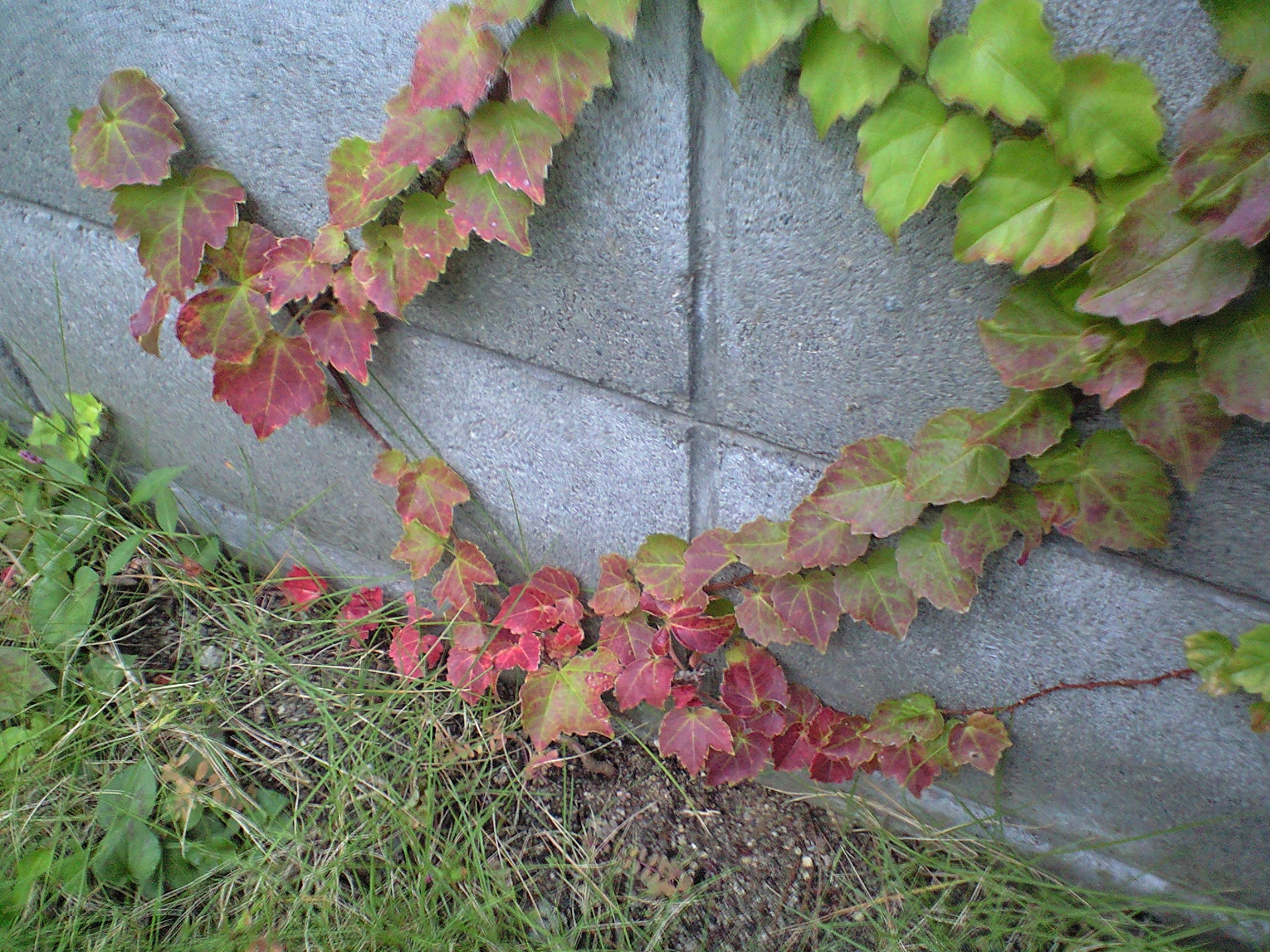 ナツヅタが紅葉 でも 元祖 癒しのガーデニング 小さな庭作り 草花の育て方と画像