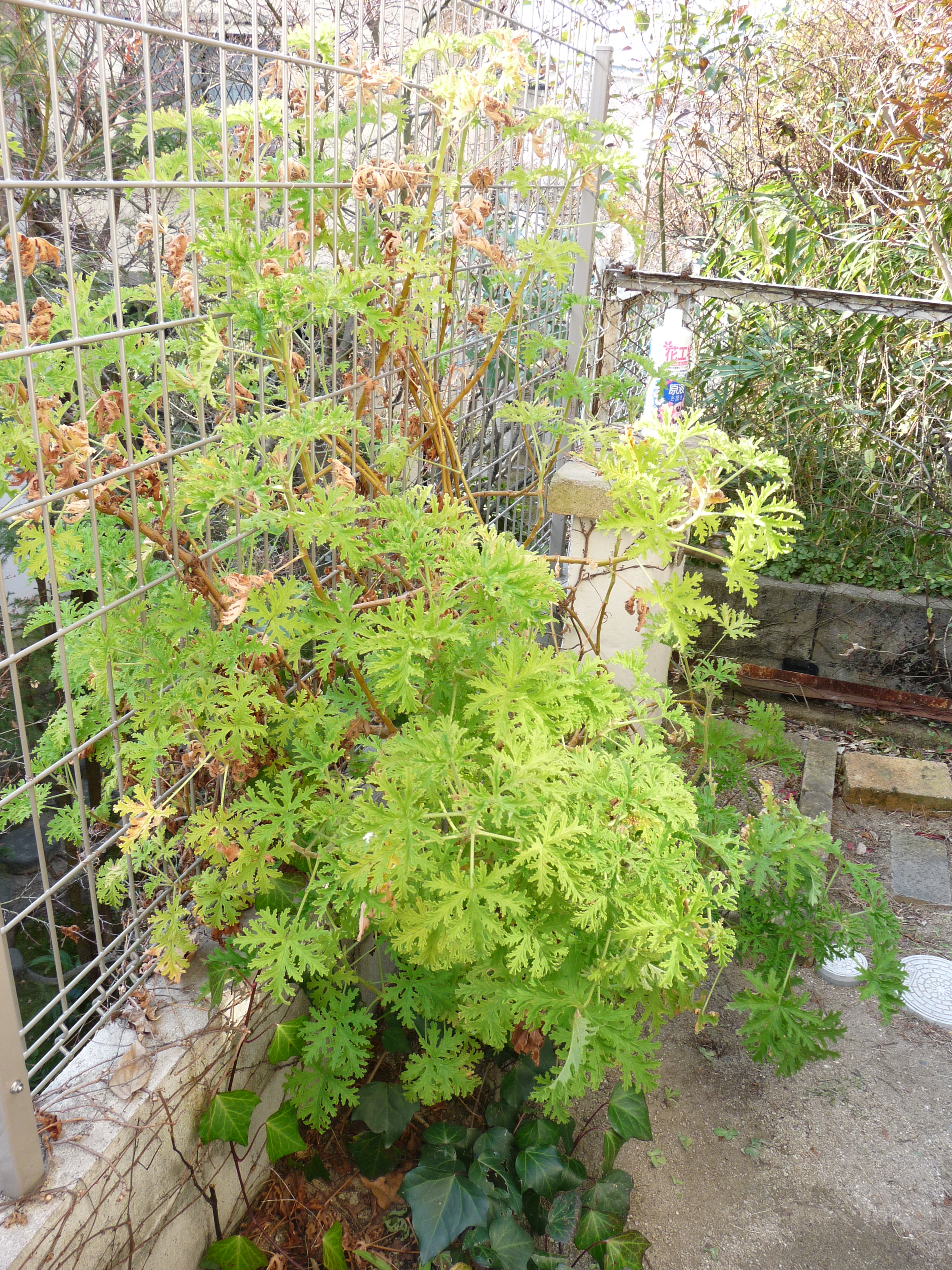 ここまで育つ ローズゼラニウム 元祖 癒しのガーデニング 小さな庭作り 草花の育て方と画像